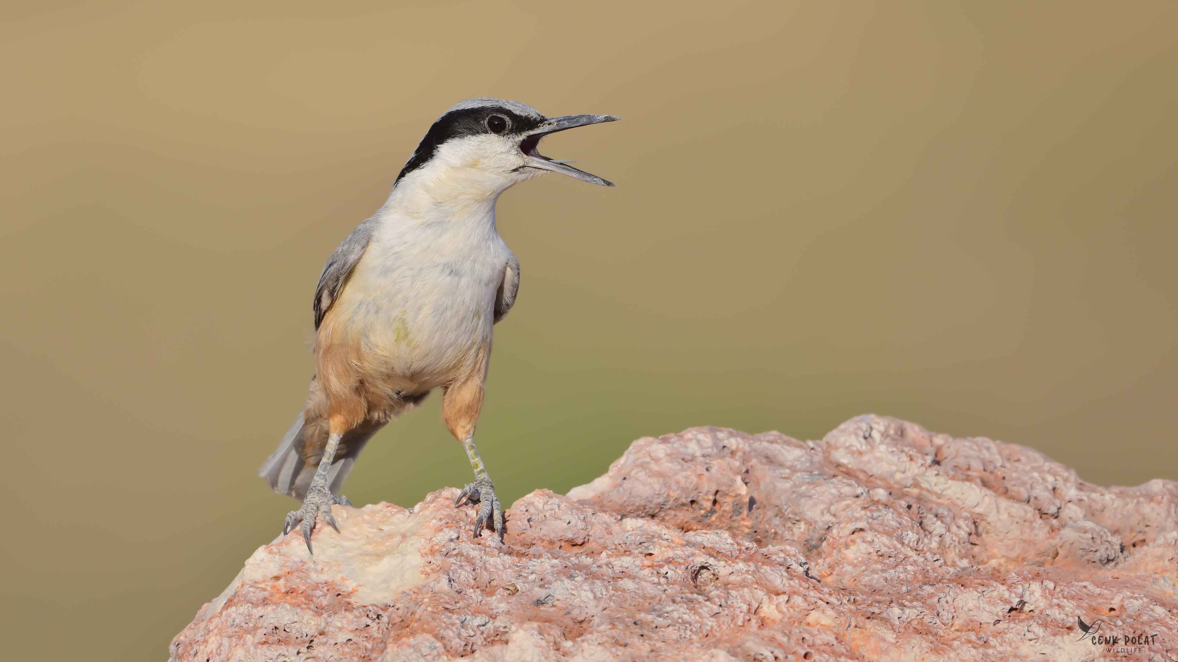 Eastern Rock Nuthatch